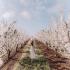 CherryHill Orchard Blossom Festival 2025