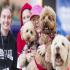 View Dog Lovers Festival 2025