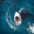 View Event: Shark Arm Case