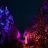 CherryHill Orchard: Blossom By Light 2025