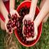 Pick Your Own Cherries | Cherryhill Orchard