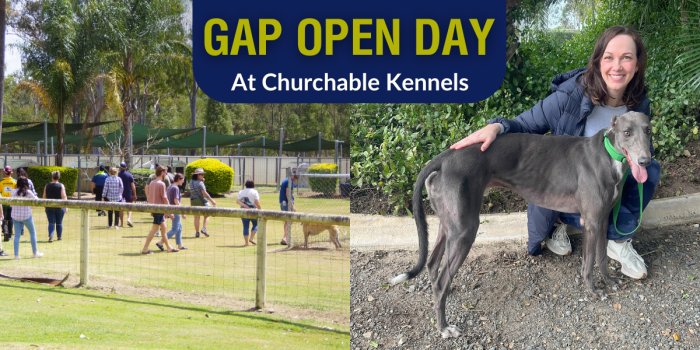Greyhound Adoption Program | Open Day - Churchable Kennels