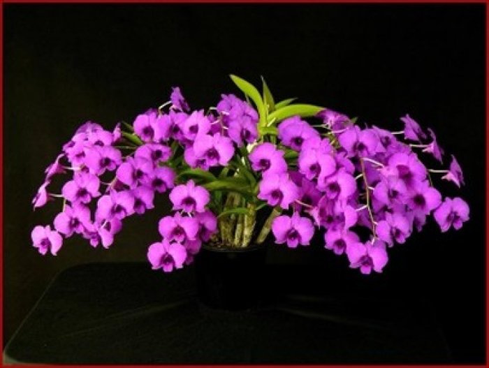 NT Orchid Spectacular 2026