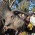 View DinoFest to roar into Sydney for summer school holidays